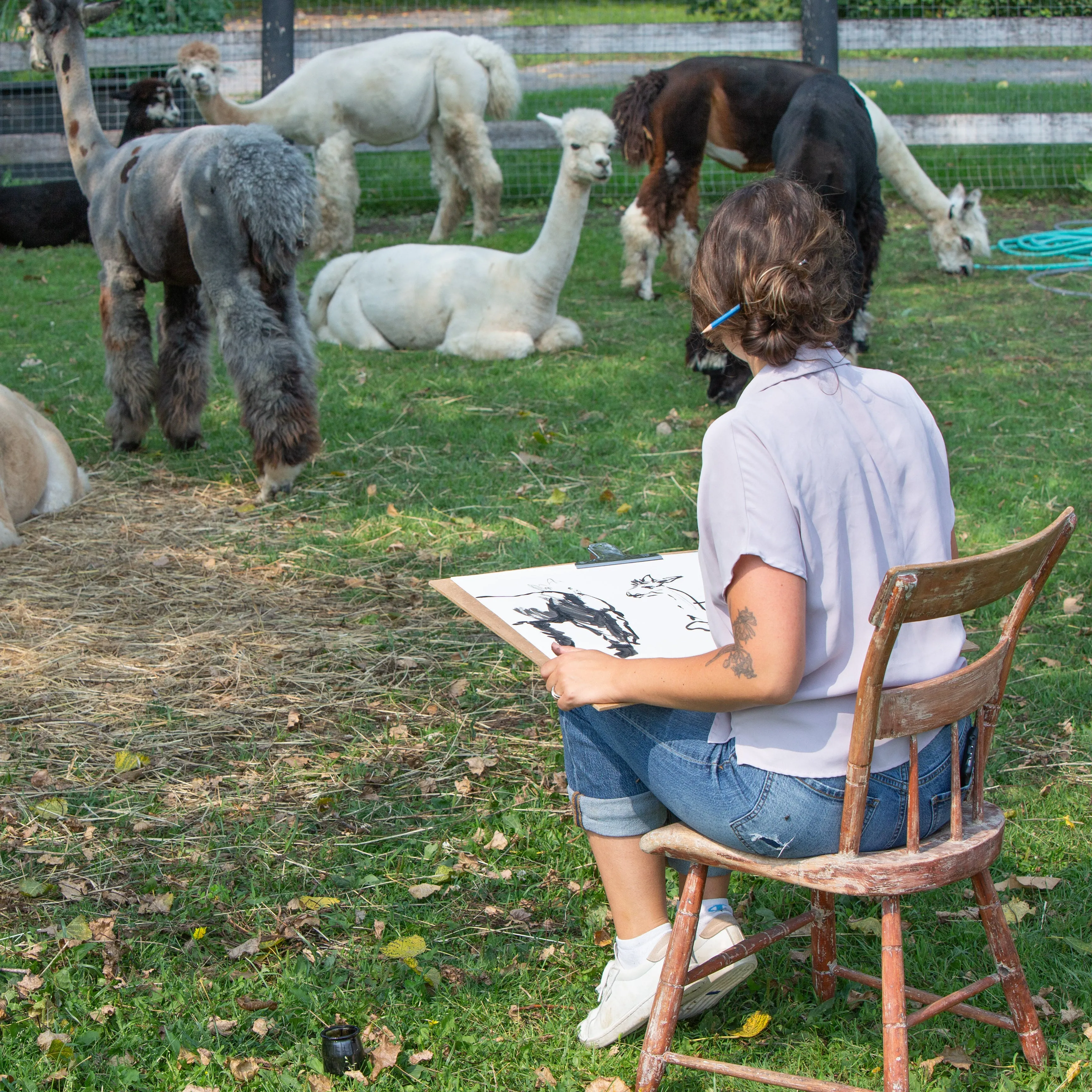Mini-Workshop - Sketching Alpacas - “In the Moment” sketching with Megan Fitzgerald