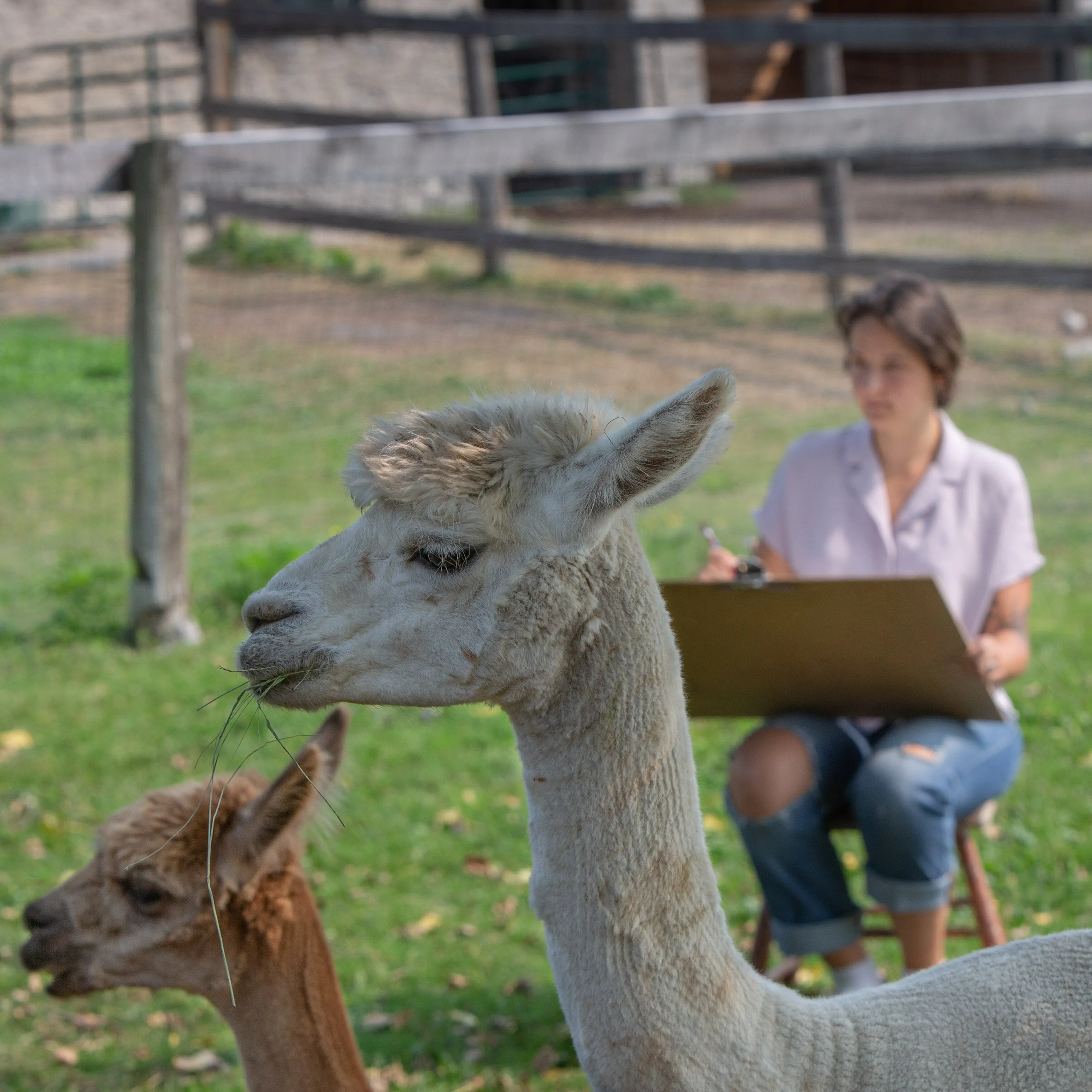 Mini-Workshop - Sketching Alpacas - “In the Moment” sketching with Megan Fitzgerald