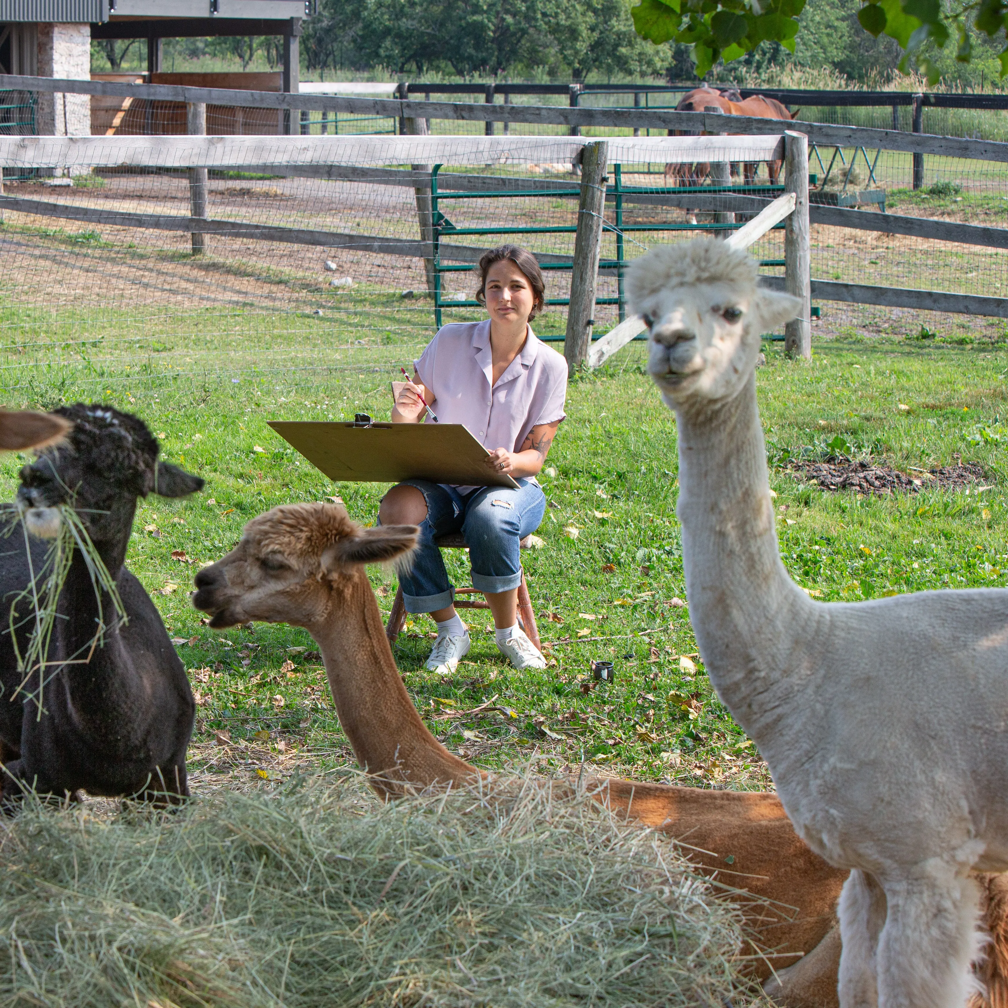 Mini-Workshop - Sketching Alpacas - “In the Moment” sketching with Megan Fitzgerald