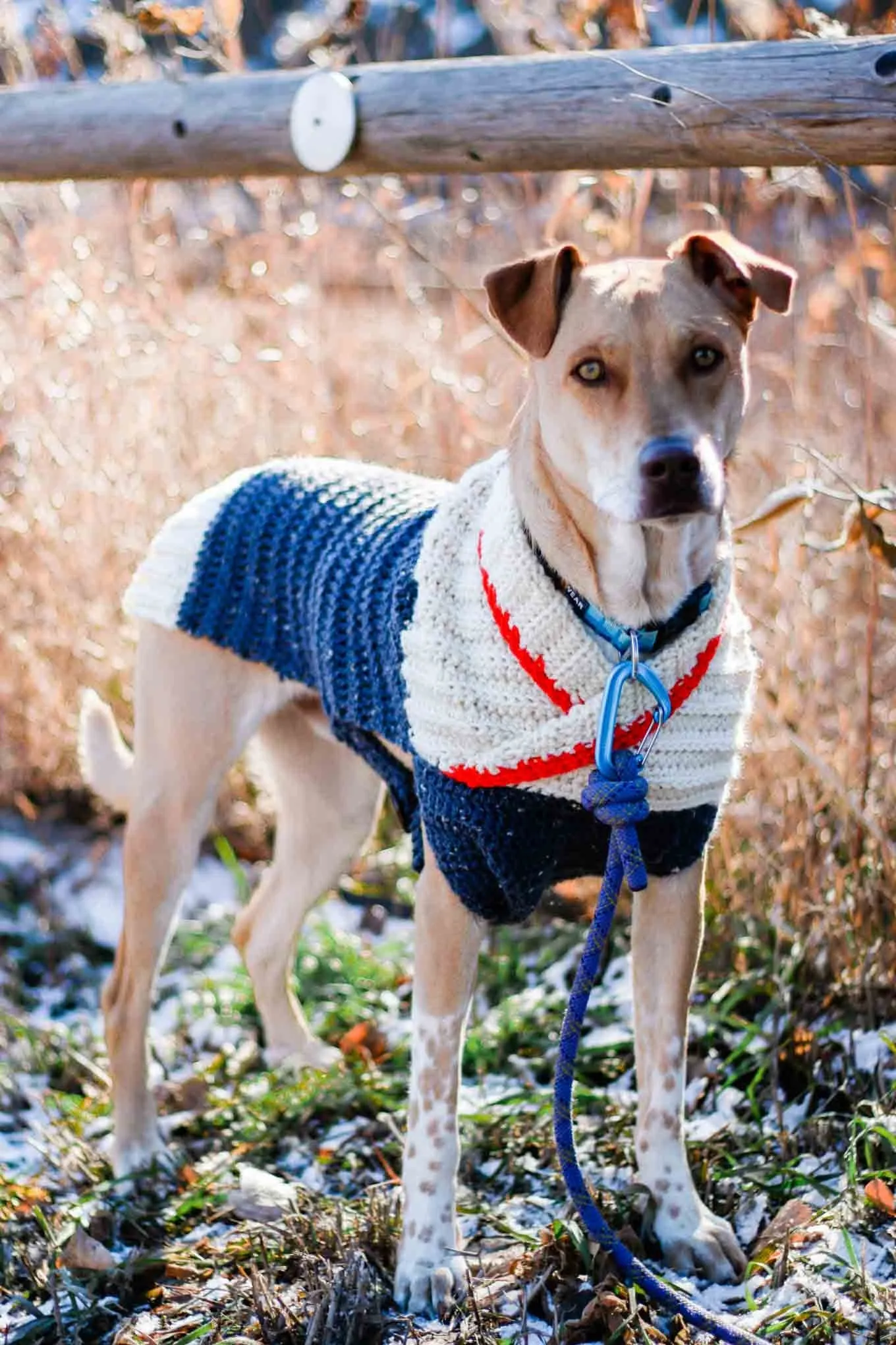 Ready to Roam Dog Sweater Crochet Pattern